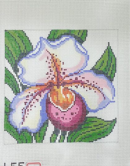 Lady Slipper Orchid